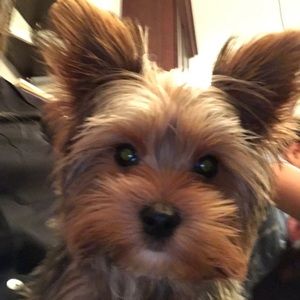 Meet your Posher, Hil